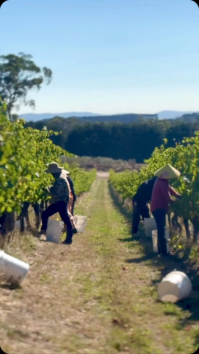 // MM CHARDONNAY HARVEST //
Although the drought conditions have been challenging for our vineyard this year with irrigation calculations and management @_rhys_leach_ and @lukepolson19 have used their expertise to maximise resources and conditions to produce an incredible crop this year. Large bunches and free of disease. #Chardonnay #coldclimate #winery